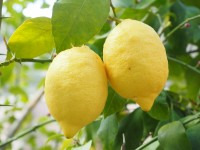 L’huile essentielle de citron pour dégraisser, parfumer et purifier 