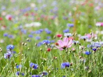 Comment désherber facilement ?